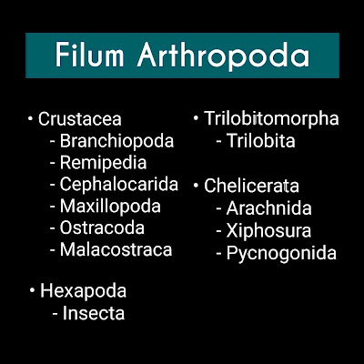 Filum Arthropoda