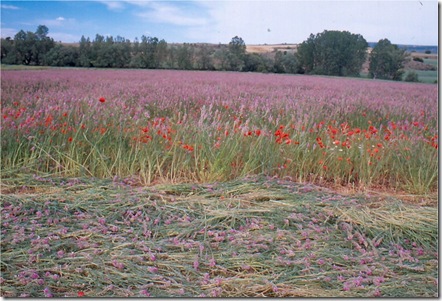 lagueruela2