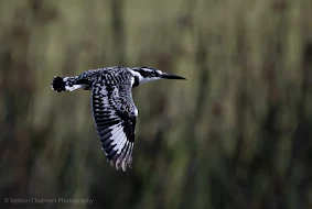 Pied Kingfisher in Flight Canon EOS R6 / RF 800mm f/11 IS STM Lens : ISO 640 / 1/2500s