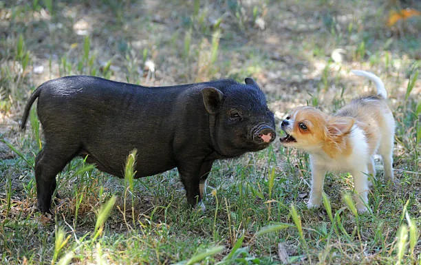 A small dog and a pig standing in the grass.