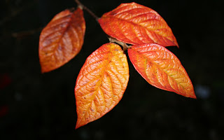 Orange Leaves