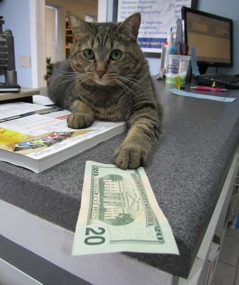 котка с подкуп