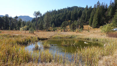 Enten im Teich bei der Passhöhe Glaubenberg