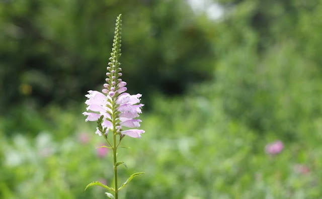 Physostegia Virginiana Flowers Pictures