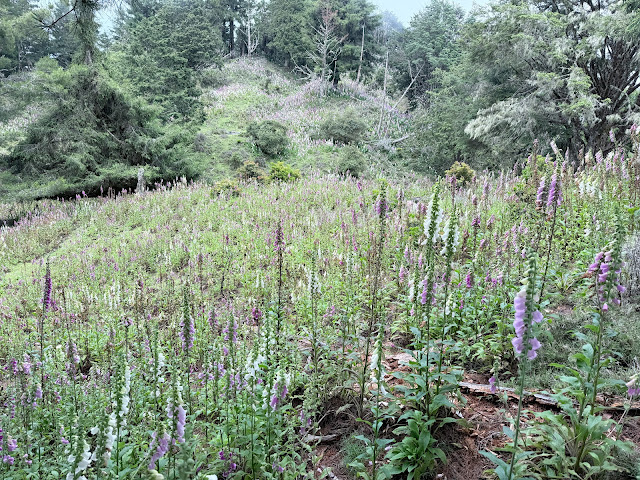 對關山稜線上毛地黃滿山滿谷 對關山稜線上毛地黃滿山滿谷