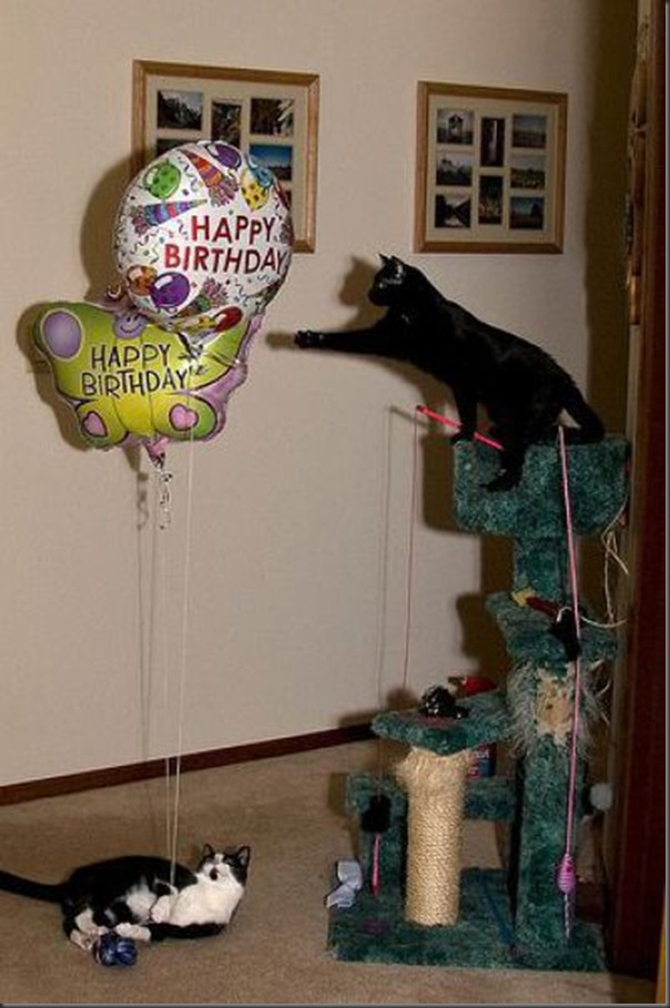 Comemorações de aniversário de gatos (1)