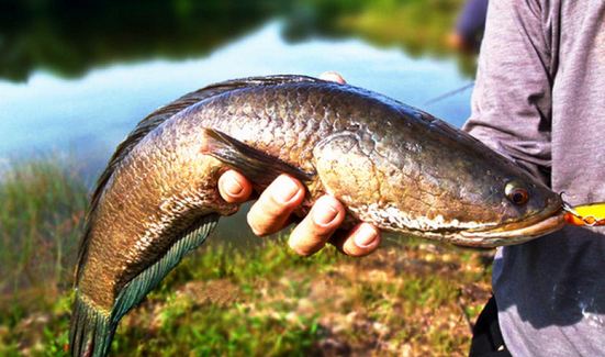 gambar ikan gabus