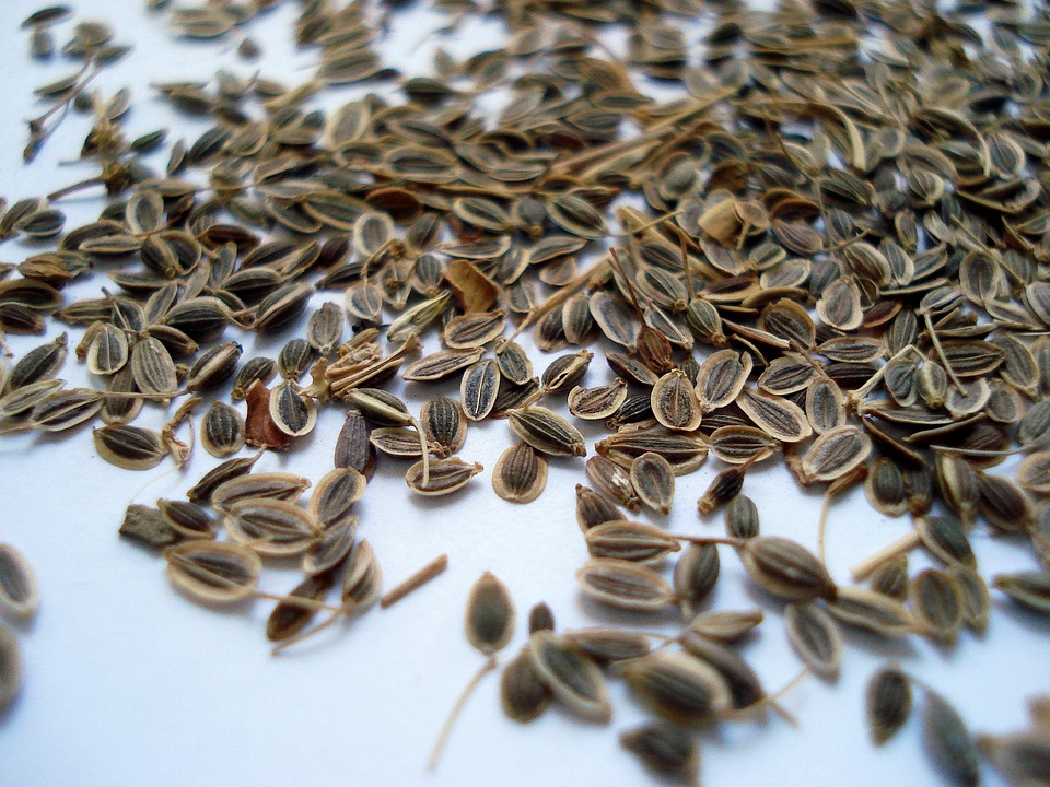 Sow dill seeds so that they’re about 1⁄4 in (0.64 cm) deep and 18 in (46 cm) apart.