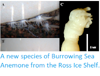 http://sciencythoughts.blogspot.co.uk/2014/06/a-new-species-of-burrowing-sea-anemone.html