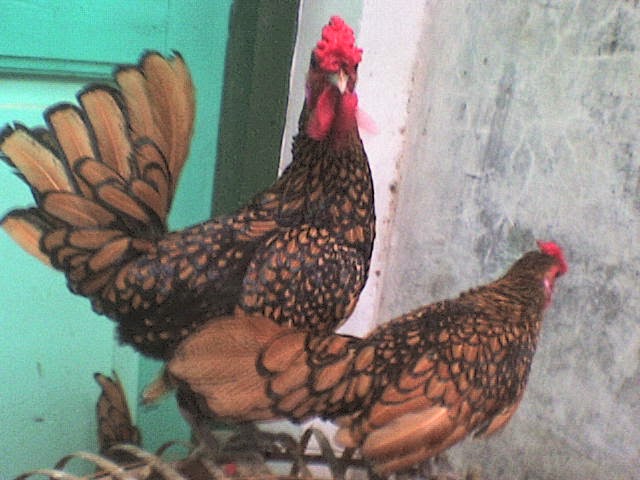 Ayam Batik Kanada