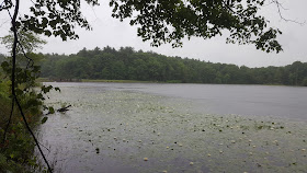 DelCarte pond recently in the rain with the surface covered with vegetation