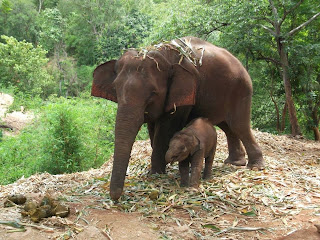 Elephants