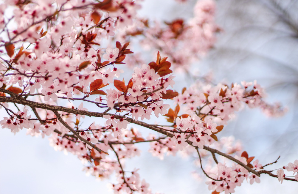 primavera zaragoza fotografía flores