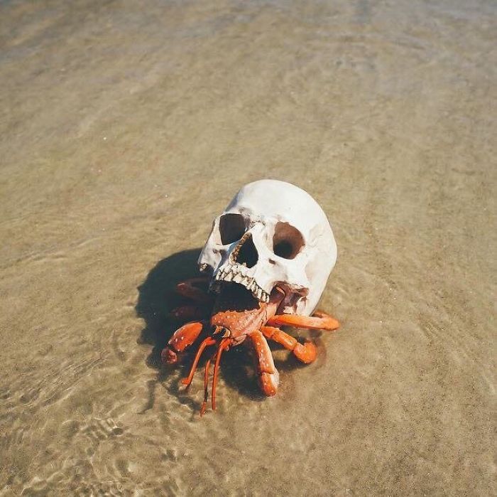 36 Unbelievable Pictures That Are Not Photoshopped - Hermit Crab Using A Skull For A Shell