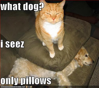 Funny cat and dog