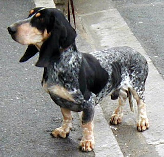 Basset Bleu de Gascogne Dog