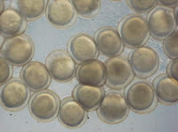 Partenogenesis Telur Ikan Mas Menggunakan Ethanol  Partenogenesis Telur Ikan Mas Menggunakan Ethanol 7% dan 6-dimethylaminopurine (6-DMAP) 200 µM