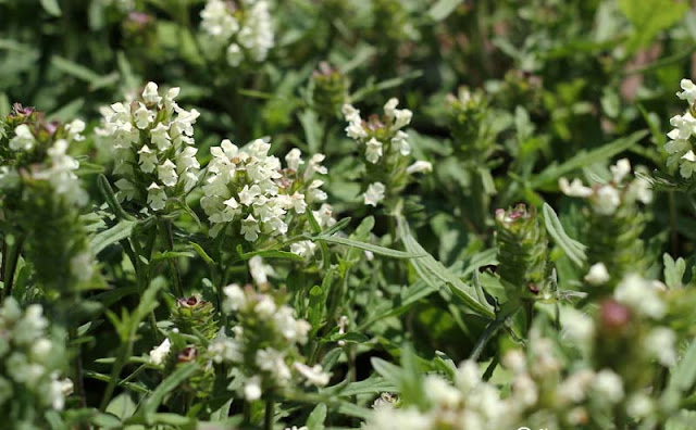 Prunella laciniata Flowers Pictures