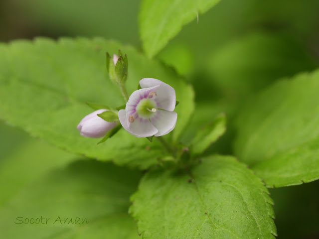 Veronica miqueliana