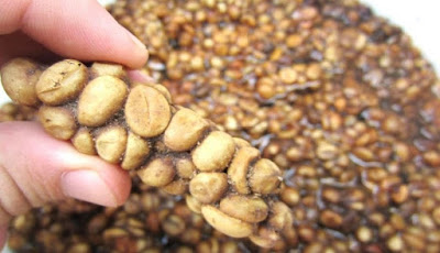 Jual Kopi luwak Arabika Ijen