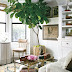 fiddle leaf fig tree