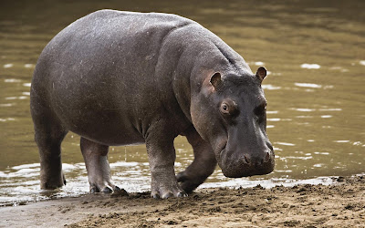 Hippo369