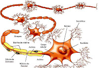 Neurônios