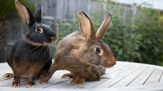 Belgian Hare