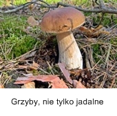 prawdziwek, grzybobranie, las, grzyby, ściółka