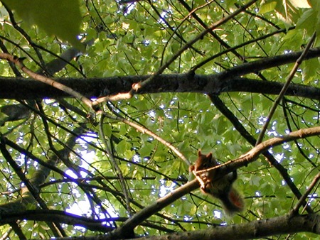 babysquirrel2