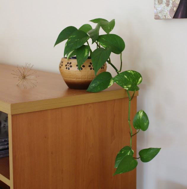 (Pathos) Devils ivy indoor plant in vintage planter pot