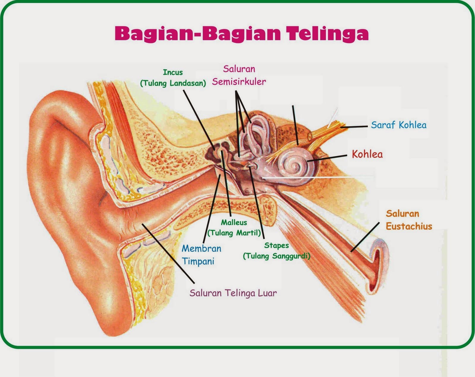 telinga dan  bagiannya  KLIK ILMU