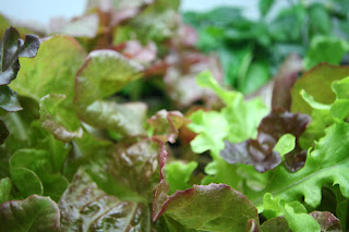 Mixed greens growing in the Blackwell System. 