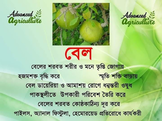 বেলের শরবত শরীর ও মনে তৃপ্তি জোগায় হজমশক্ত বৃদ্ধি করে  স্মৃতি শক্তি বাড়ায় বেল ডায়েরিয়া ও আমাশয় রােগে ধন্বন্তরী ওষুধ পাকস্থলীতে উপকারী পরিবেশ তৈরি করে  বেলের শরবত কোষ্ঠকাঠিন্য দূর করে পাইলস, অ্যানাল ফিস্টুলা, হেমােরয়েড প্রতিরােধে কার্যকরী