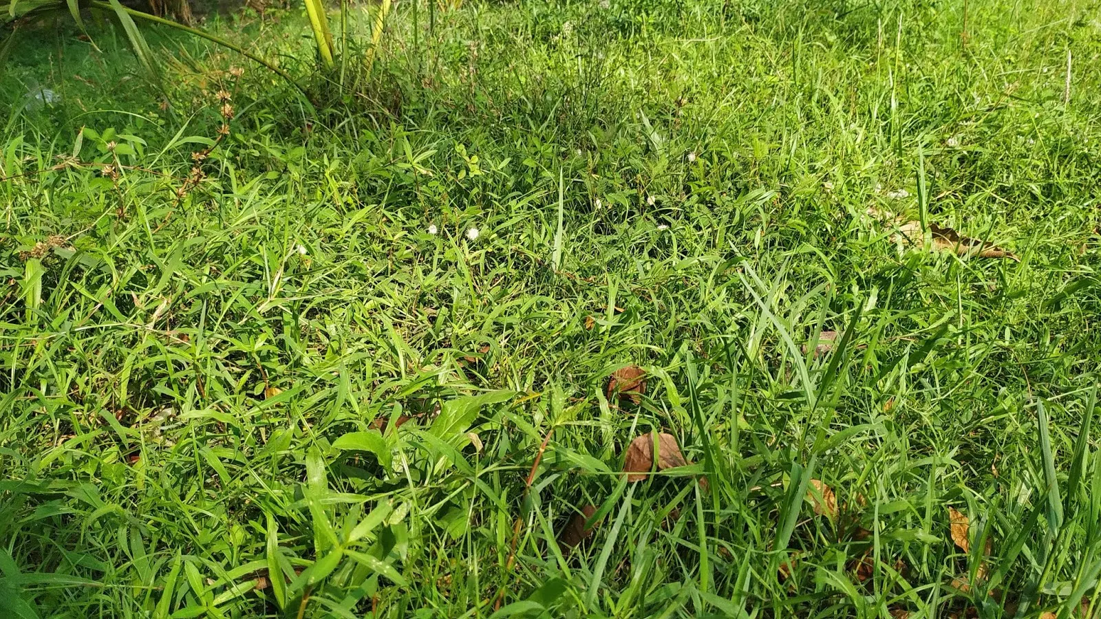 Grass in Green Field