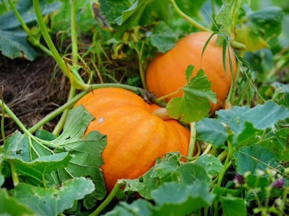 Feasibility study for the pumpkin production project;