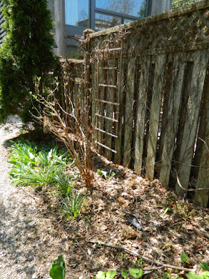 Toronto Gardening Company Riverdale Backyard Spring Garden Cleanup Before by Paul Jung Gardening Services