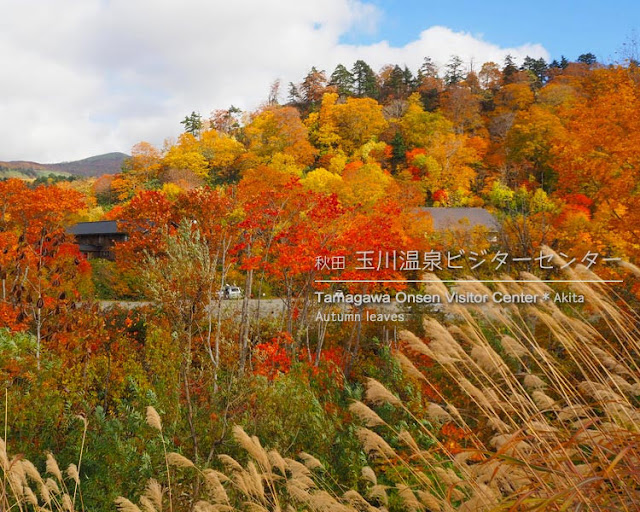 玉川温泉大橋から見る紅葉