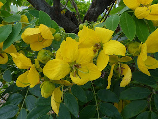 Senna siamea - Cassia du Siam - Séné de Siam