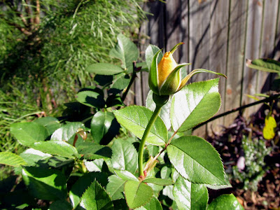 Annieinaustin, Julia Child rosebud