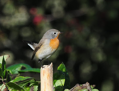 Red-Breasted Flycatcher at Beachy Head