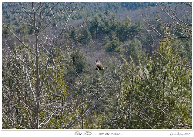 Blue Hills: ... over the crowns...