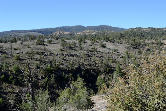 Brushy Mountain in four tree covered humps