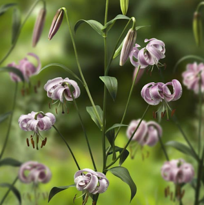 Лилия ланконгская / Лилия Нины (Lilium lankongense, =Lilium ninae)