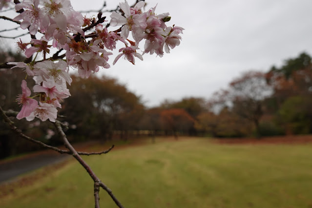 鳥取県西伯郡南部町鶴田　とっとり花回廊　桜の広場　ジュウガツザクラ（十月桜）