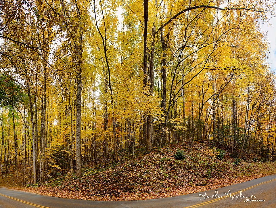 Roaring Fork Motor Trail autumn trees by Heather Applegate