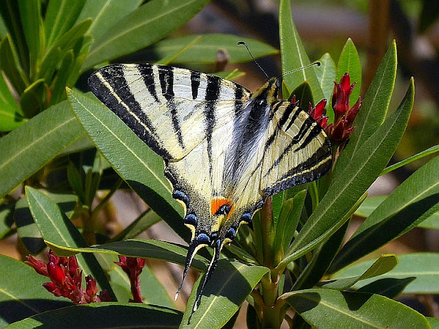 Iphiclides podalirius, Segelfalter