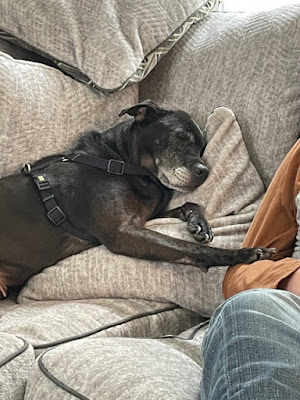 An older black pit-mix with a muzzle white with age is resting on a pile of pillows on a beige couch. She is wearing a harness and stretching out a paw to gently touch the person sitting near her..