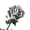 1343_animado