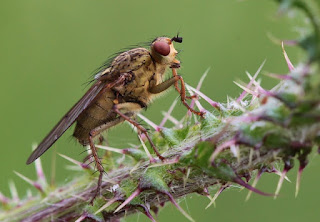 A fly on thorny branch